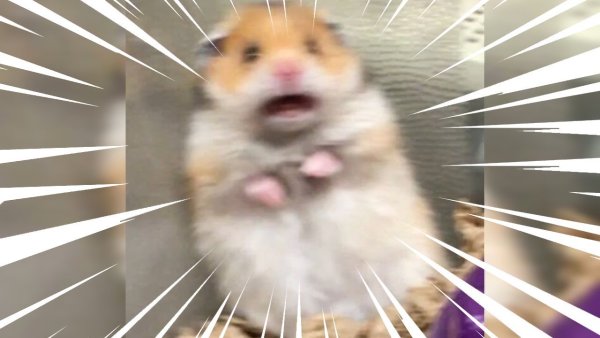 Орущий хомяк