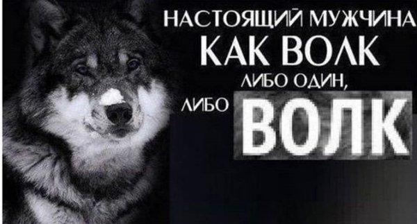 Цитаты волка