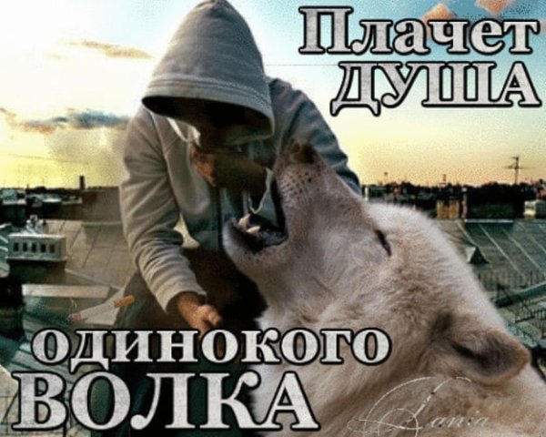 Одинокий волк мемы