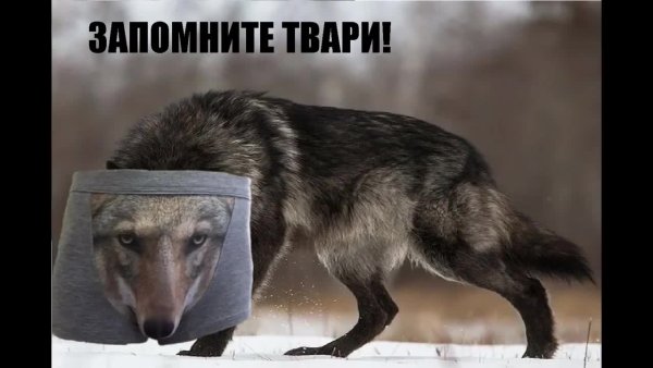 Волк Мем