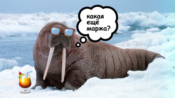 Морж смешной