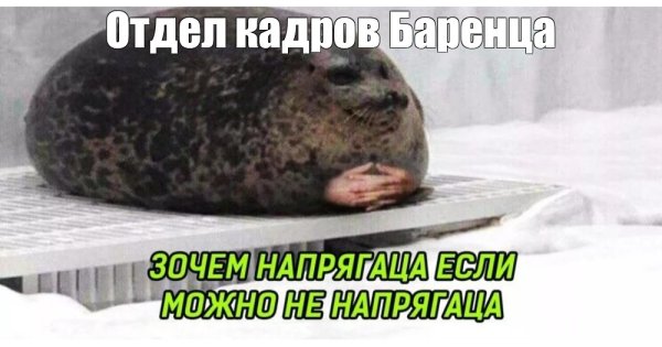 Мемы с тюленями