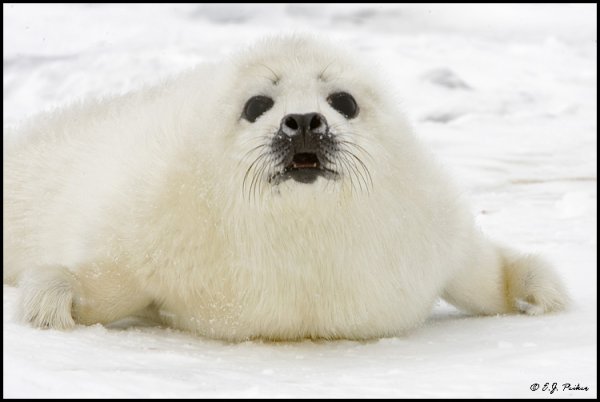 Тюлень с добрым утром