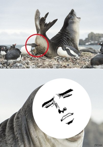 Морской котик Мем