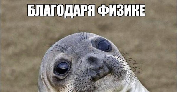 Смешной тюлень