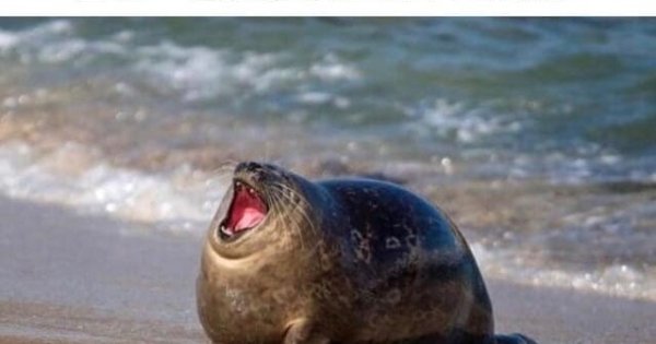 Морской котик орет