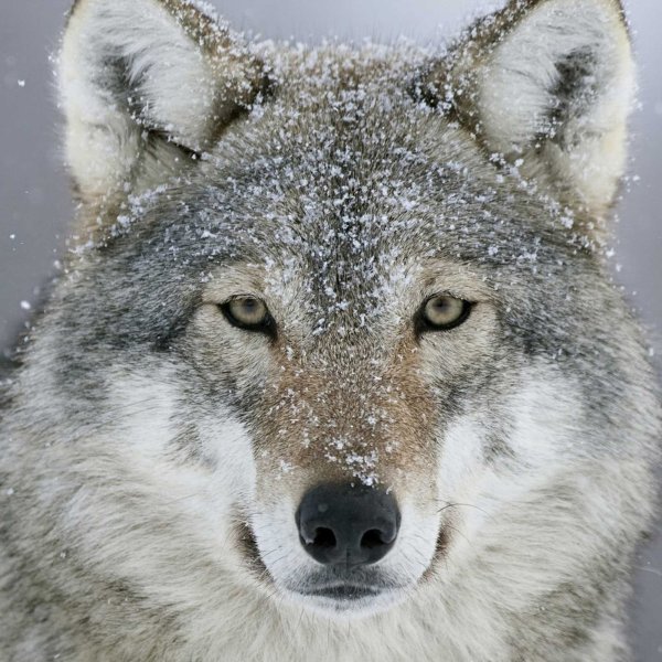 Поздравление с волком