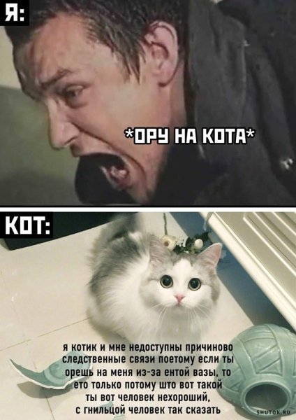 Я кот