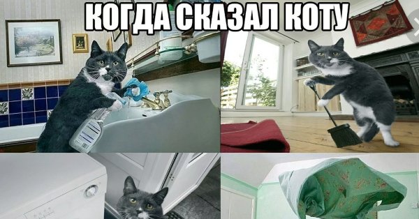 С гнильцой человек коты