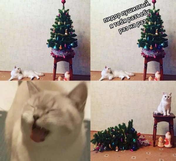 Мемы с котами и елками