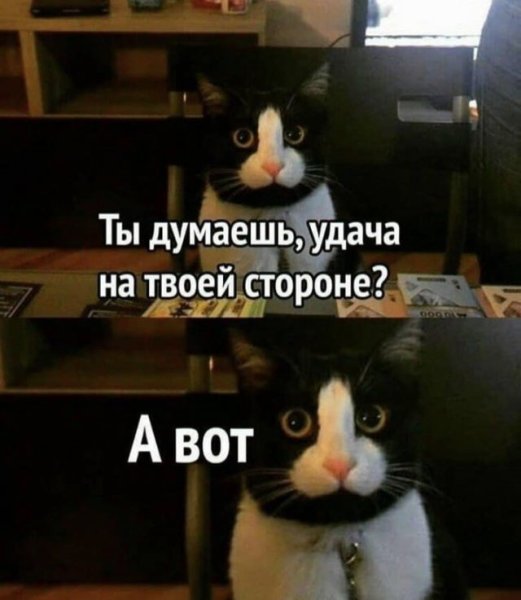 Кот Мем с надписью