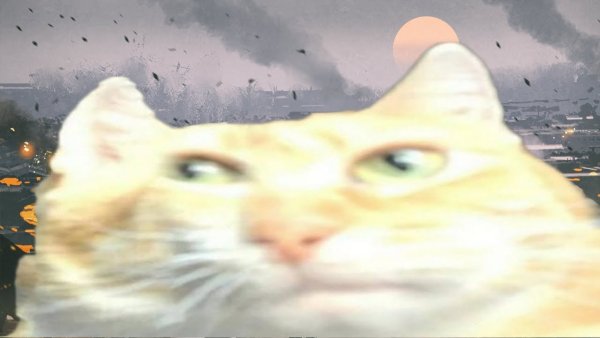 Кот Аче всмысле