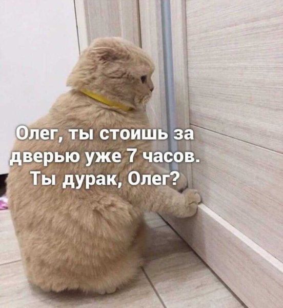 Котенок думает