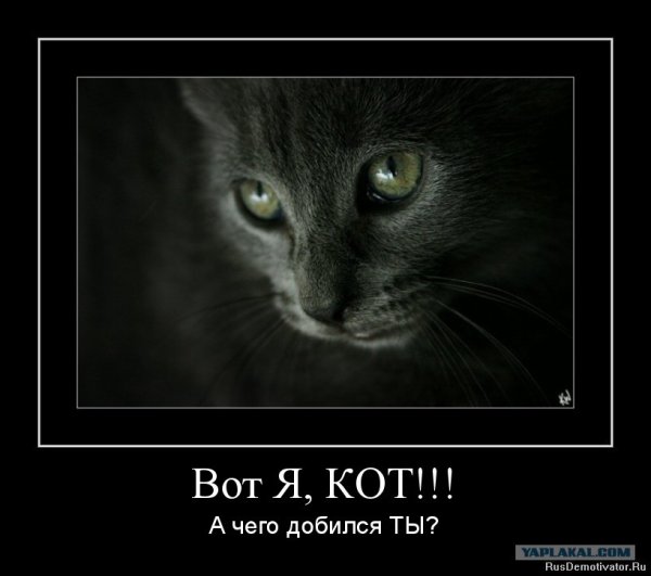 Вот я кот а чего добился ты картинка