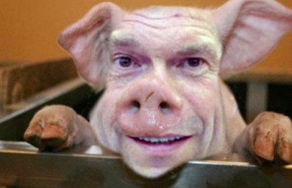 Смешные свиньи