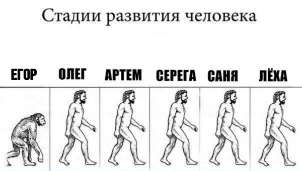 Стадии развития человека
