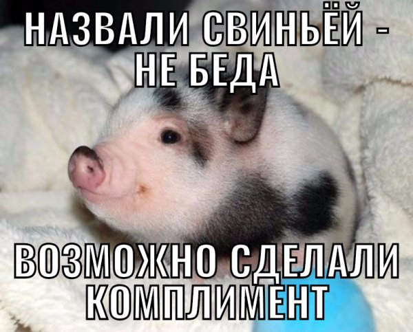 Смешные шутки про свиней