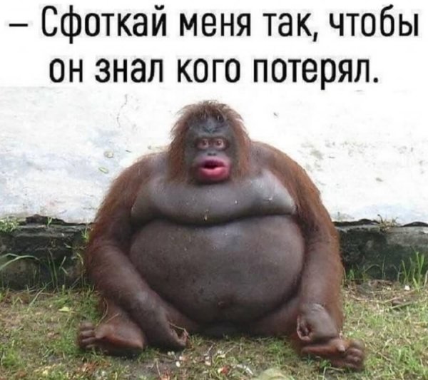 Обезьянки с надписью