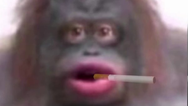 Тупая обезьяна