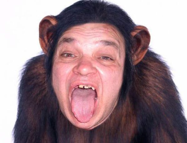 Шимпанзе кривляется