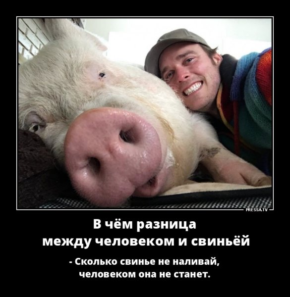 Смешные шутки про свиней