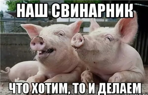 Смешные шутки про свиней