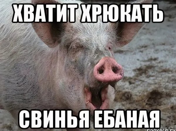 Свинья ебаеа