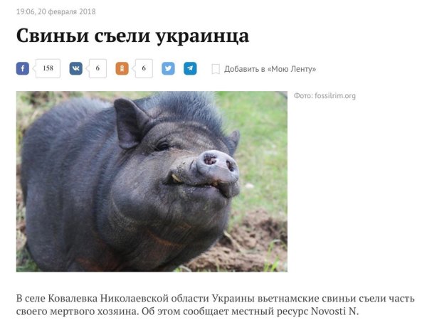 Смешные свиньи