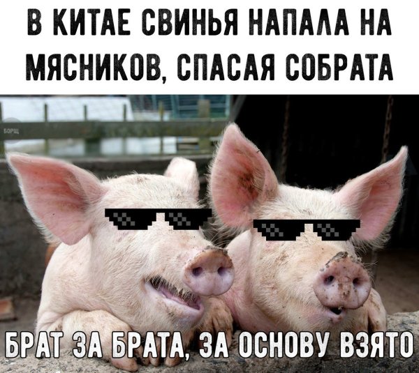 Шутки про поросят