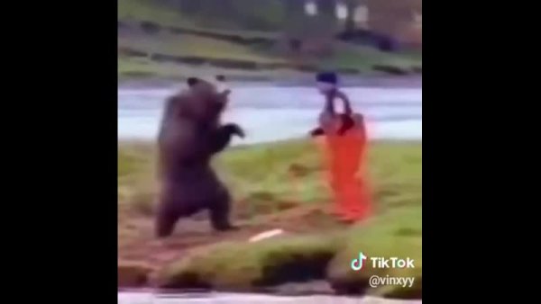 Медведь дерётся с человеком прикол