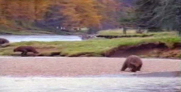 Медведи дерутся