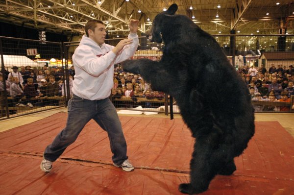 Битва медведей