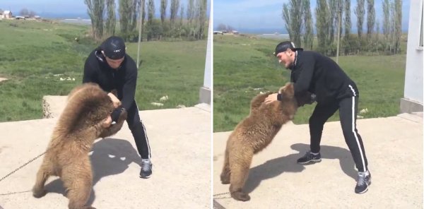 Хабиб Нурмагомедов борется с медведем