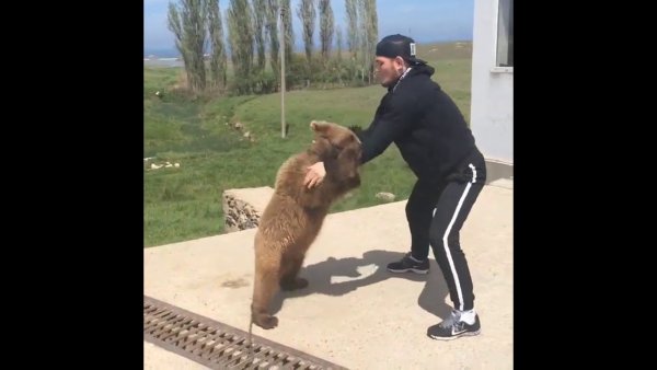 Хабиб Нурмагомедов драка с медведем