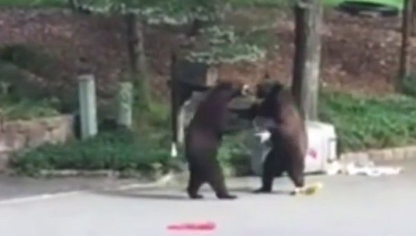 Мишка дерется с человеком