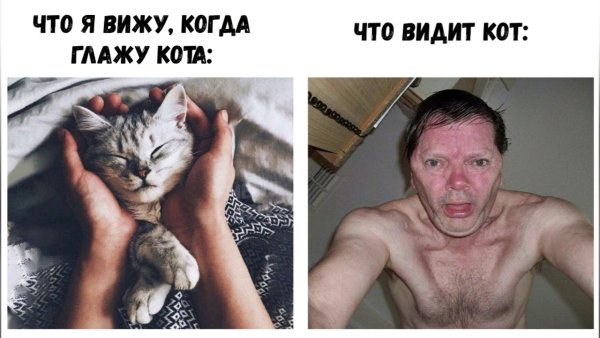 Что видит кот мемы