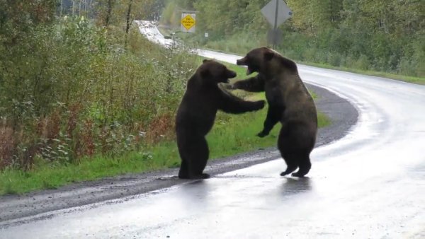 Медведь Гризли драка