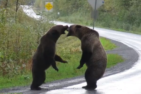 Медведи дерутся
