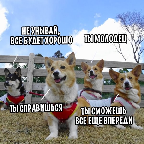 Собаки поддержки Мем