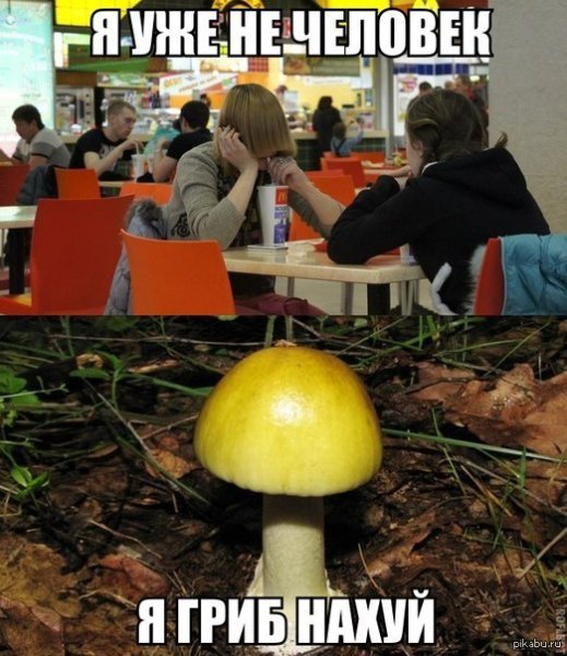 Упоротые грибы