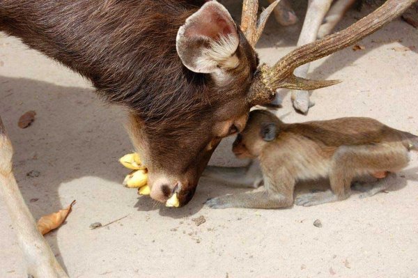 Демотиватор дождалась