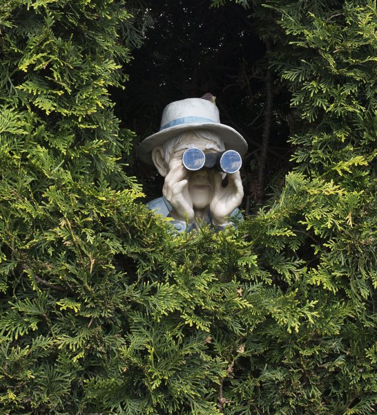 Слежка из кустов