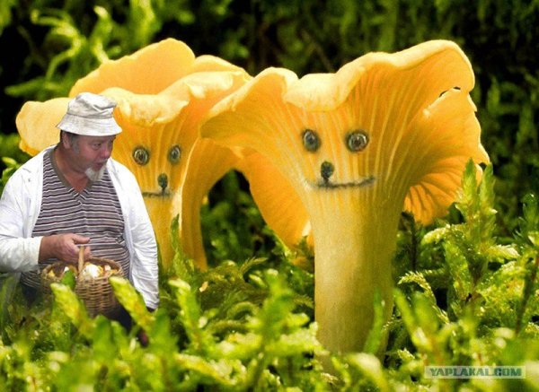 Веселый гриб