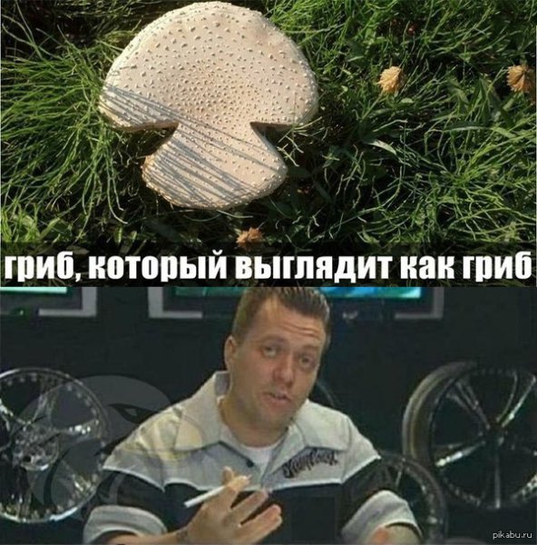 Мемы про грибы