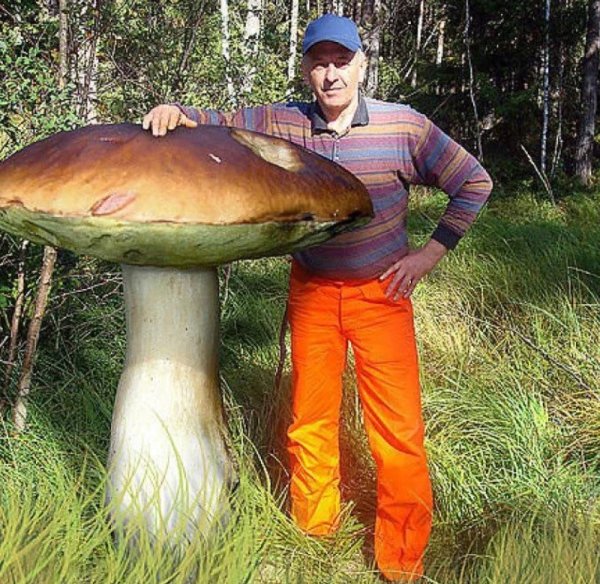 Огромный гриб
