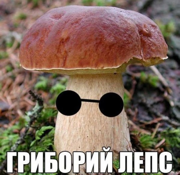 Грибы прикол