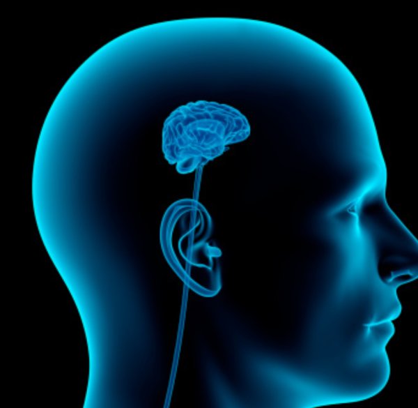 Маленький мозг