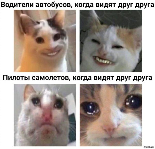 Коты мемы