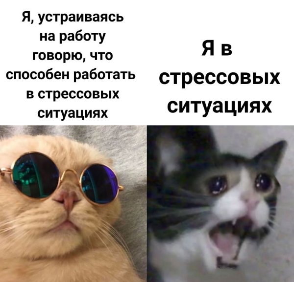 Мемы с котами
