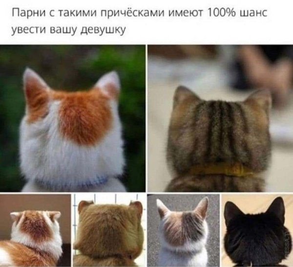 Коты с прическами